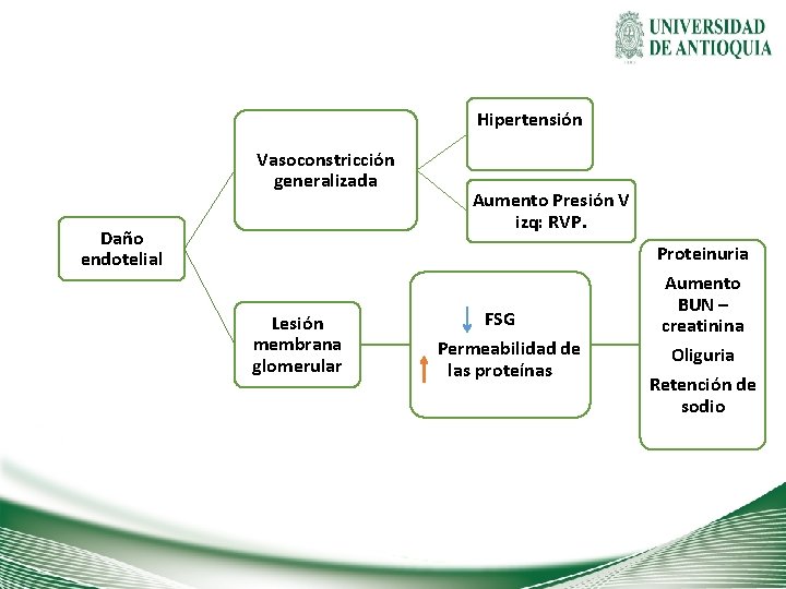 Hipertensión Vasoconstricción generalizada Daño endotelial Aumento Presión V izq: RVP. Proteinuria Lesión membrana glomerular