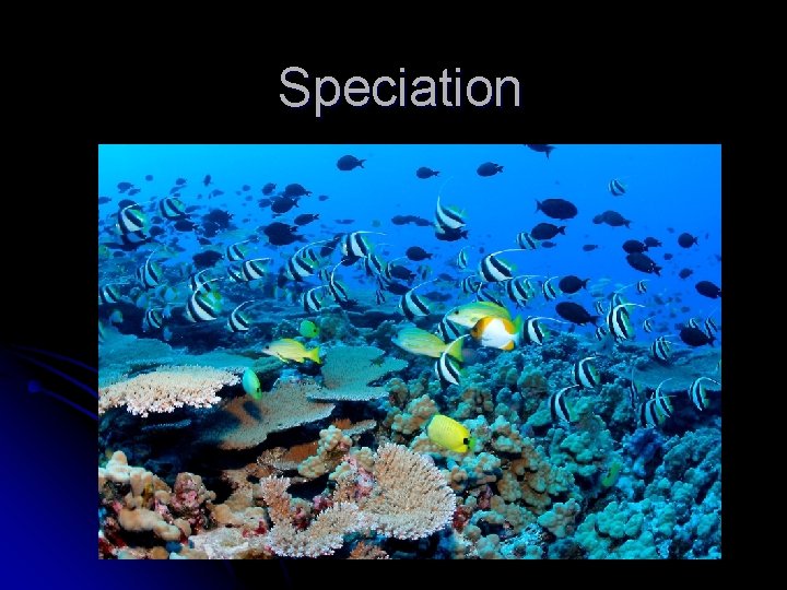 Speciation 