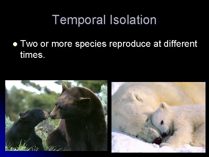 Temporal Isolation l Two or more species reproduce at different times. 