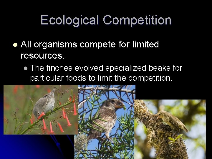 Ecological Competition l All organisms compete for limited resources. l The finches evolved specialized