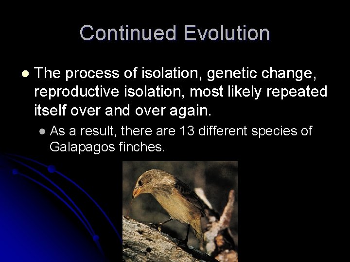 Continued Evolution l The process of isolation, genetic change, reproductive isolation, most likely repeated