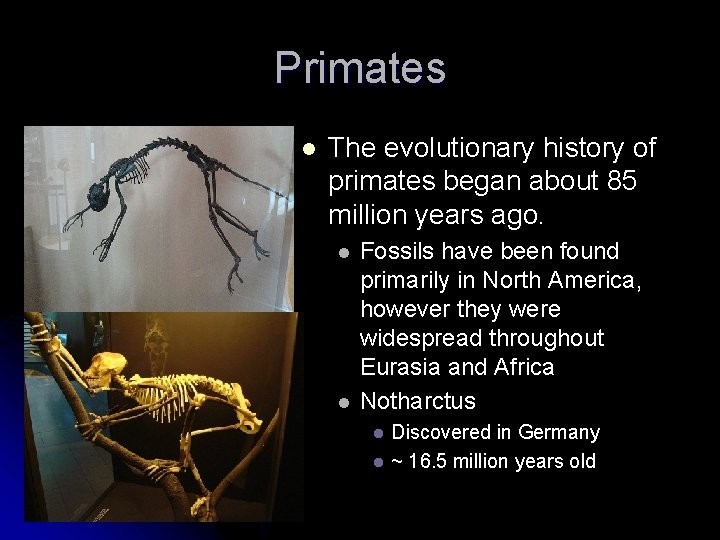Primates l The evolutionary history of primates began about 85 million years ago. l Primates l The evolutionary history of primates began about 85 million years ago. l