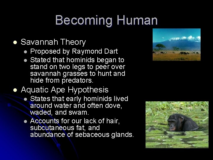 Becoming Human l Savannah Theory l l l Proposed by Raymond Dart Stated that Becoming Human l Savannah Theory l l l Proposed by Raymond Dart Stated that