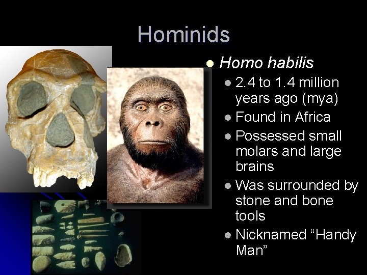 Hominids l Homo habilis 2. 4 to 1. 4 million years ago (mya) l Hominids l Homo habilis 2. 4 to 1. 4 million years ago (mya) l