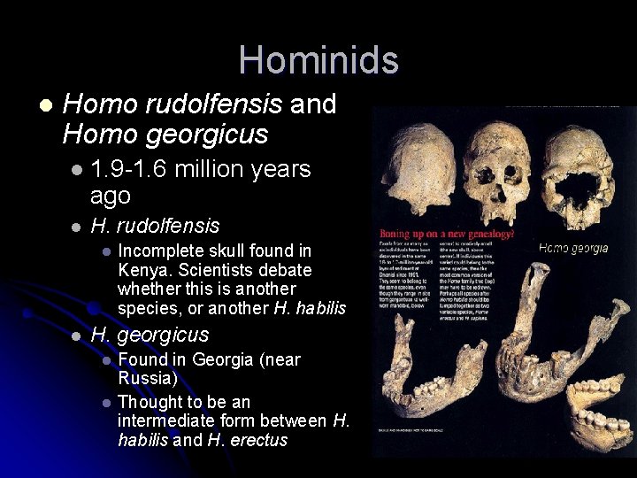 Hominids l Homo rudolfensis and Homo georgicus l 1. 9 -1. 6 million years Hominids l Homo rudolfensis and Homo georgicus l 1. 9 -1. 6 million years