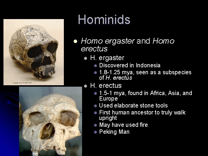 Hominids l Homo ergaster and Homo erectus l H. ergaster l l l Discovered