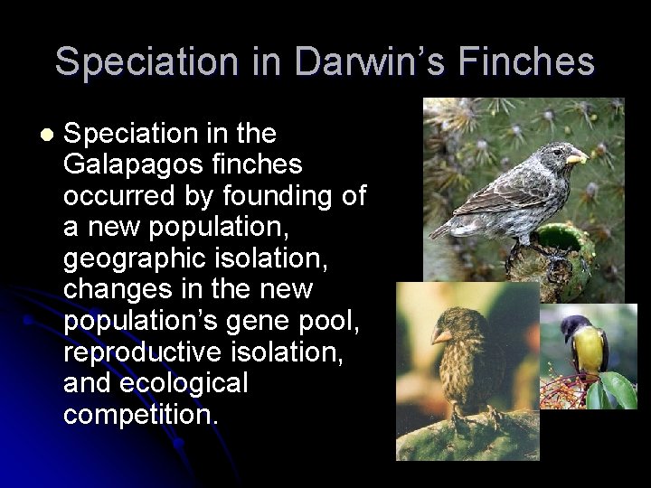 Speciation in Darwin’s Finches l Speciation in the Galapagos finches occurred by founding of