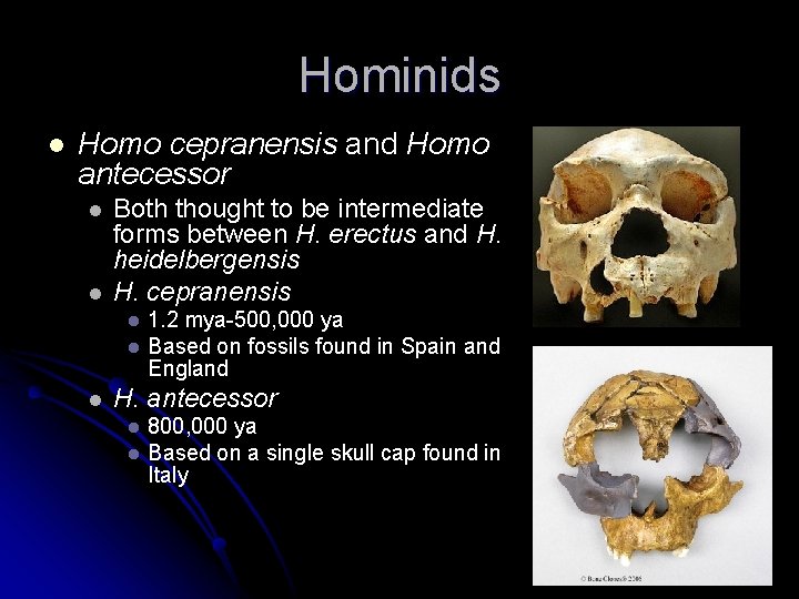 Hominids l Homo cepranensis and Homo antecessor l l Both thought to be intermediate