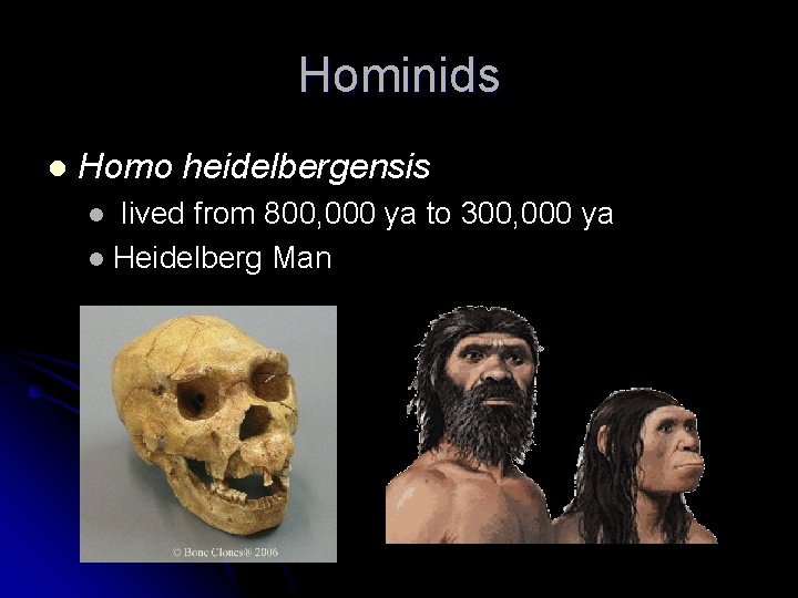 Hominids l Homo heidelbergensis lived from 800, 000 ya to 300, 000 ya l