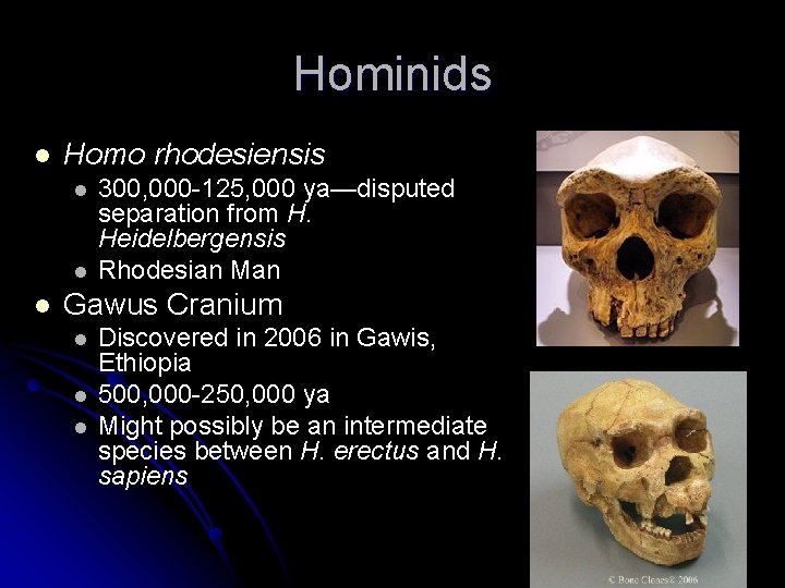 Hominids l Homo rhodesiensis l l l 300, 000 -125, 000 ya—disputed separation from