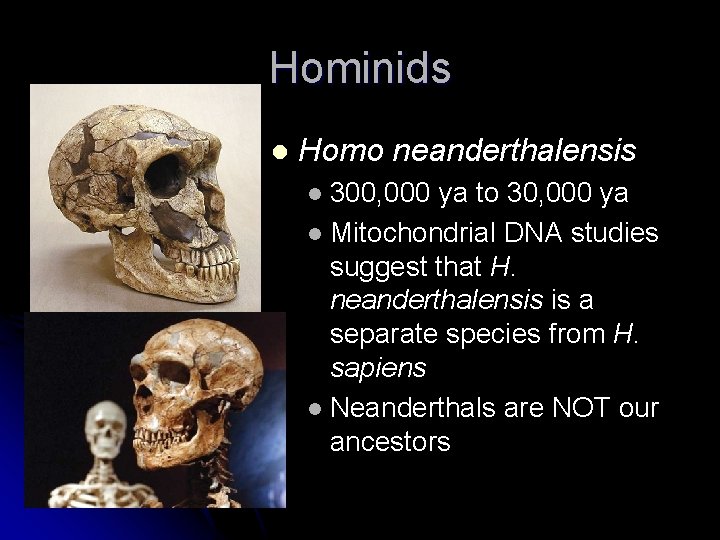 Hominids l Homo neanderthalensis 300, 000 ya to 30, 000 ya l Mitochondrial DNA