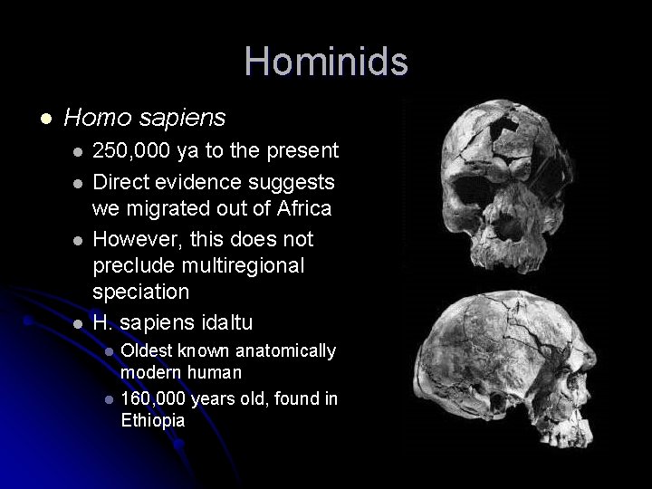 Hominids l Homo sapiens l l 250, 000 ya to the present Direct evidence