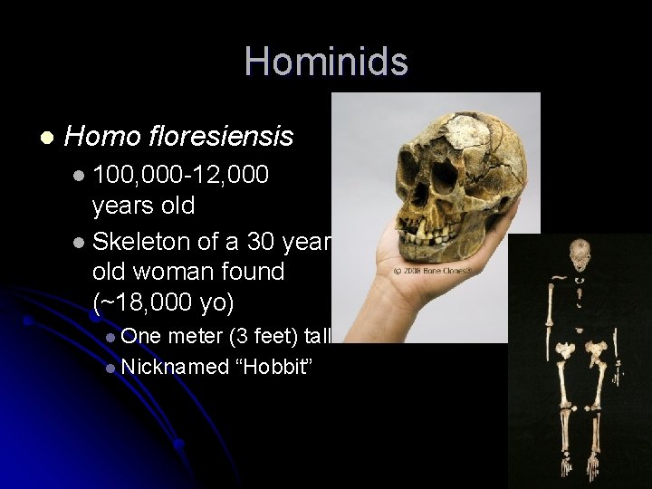 Hominids l Homo floresiensis 100, 000 -12, 000 years old l Skeleton of a Hominids l Homo floresiensis 100, 000 -12, 000 years old l Skeleton of a