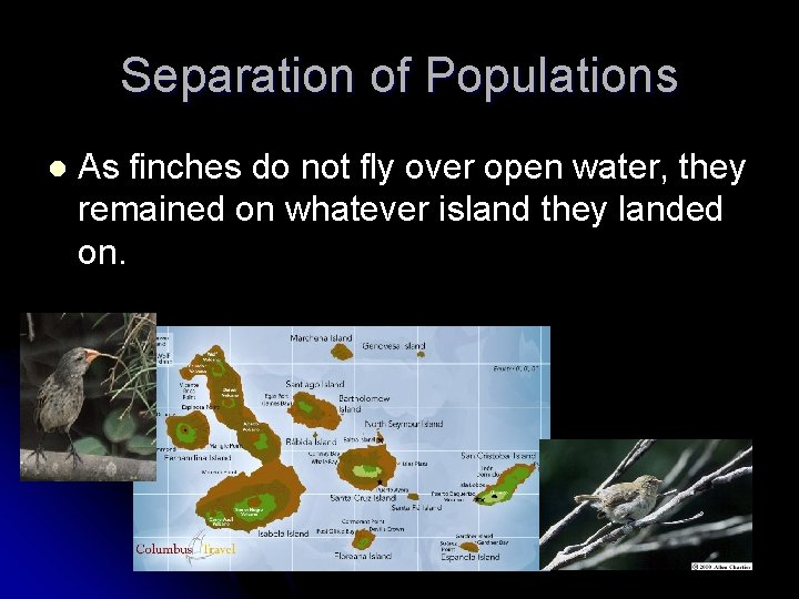 Separation of Populations l As finches do not fly over open water, they remained