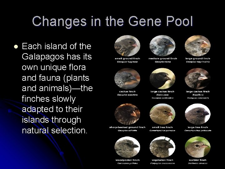 Changes in the Gene Pool l Each island of the Galapagos has its own