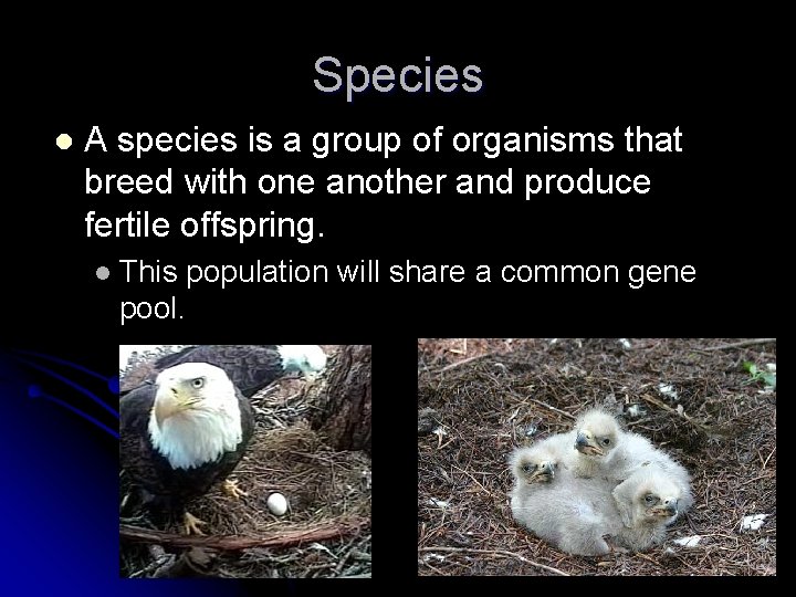 Species l A species is a group of organisms that breed with one another