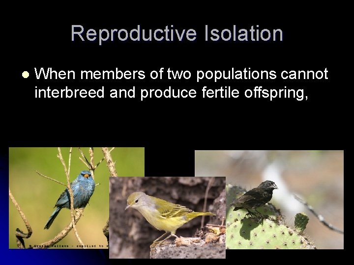 Reproductive Isolation l When members of two populations cannot interbreed and produce fertile offspring,