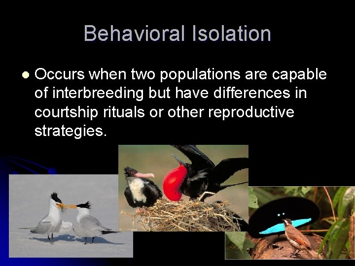 Behavioral Isolation l Occurs when two populations are capable of interbreeding but have differences