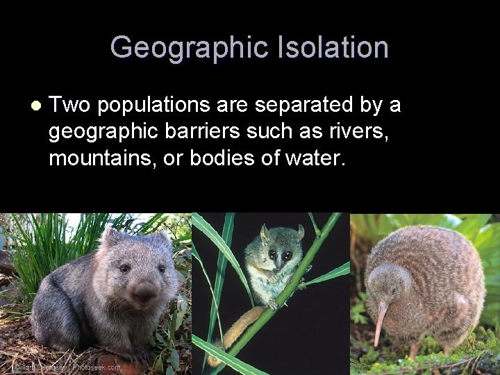 Geographic Isolation l Two populations are separated by a geographic barriers such as rivers, Geographic Isolation l Two populations are separated by a geographic barriers such as rivers,