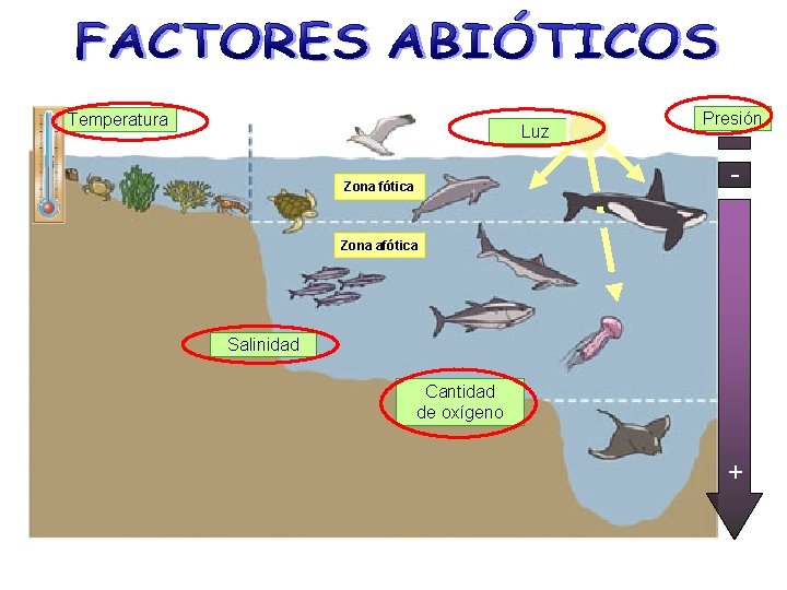 Temperatura Luz Presión - Zona fótica Zona afótica Salinidad Cantidad de oxígeno + 