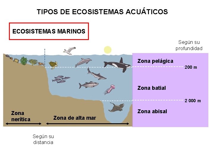 TIPOS DE ECOSISTEMAS ACUÁTICOS ECOSISTEMAS MARINOS Según su profundidad Zona pelágica 200 m Zona