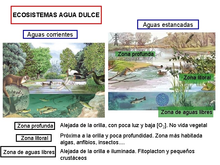 ECOSISTEMAS AGUA DULCE Aguas estancadas Aguas corrientes Zona profunda Zona litoral Zona de aguas