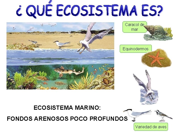 Caracol de mar Equinodermos ECOSISTEMA MARINO: FONDOS ARENOSOS POCO PROFUNDOS Variedad de aves 