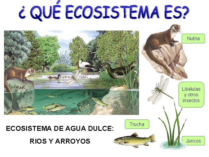 Nutria Libélulas y otros insectos ECOSISTEMA DE AGUA DULCE: RIOS Y ARROYOS Trucha Juncos