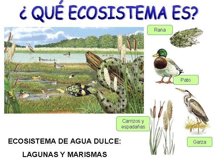 Rana Pato Carrizos y espadañas ECOSISTEMA DE AGUA DULCE: LAGUNAS Y MARISMAS Garza 
