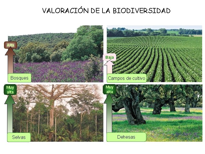 VALORACIÓN DE LA BIODIVERSIDAD Alta Baja Bosques Muy alta Selvas Campos de cultivo Muy