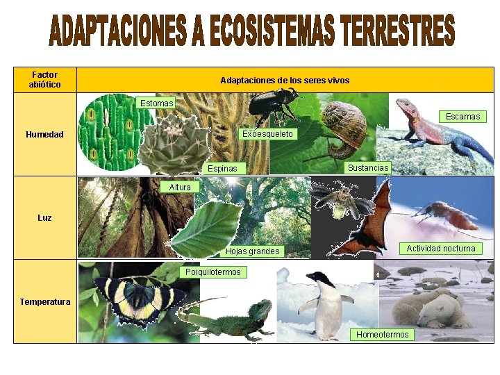 Factor abiótico Adaptaciones de los seres vivos Estomas Escamas Exoesqueleto Humedad Espinas Sustancias Altura