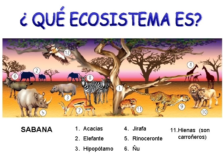 SABANA 1. Acacias 4. Jirafa 2. Elefante 5. Rinoceronte 3. Hipopótamo 6. Ñu 11.