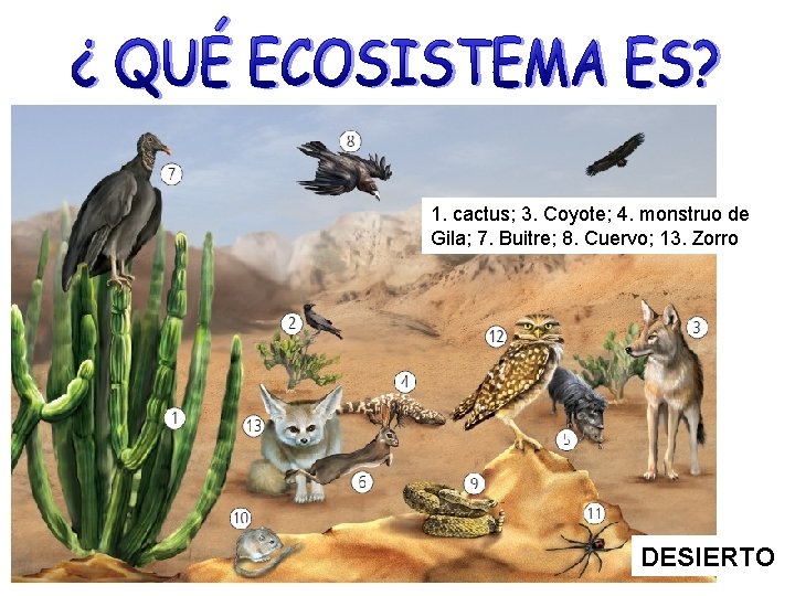 1. cactus; 3. Coyote; 4. monstruo de Gila; 7. Buitre; 8. Cuervo; 13. Zorro