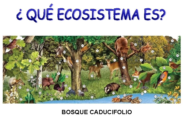 BOSQUE CADUCIFOLIO 