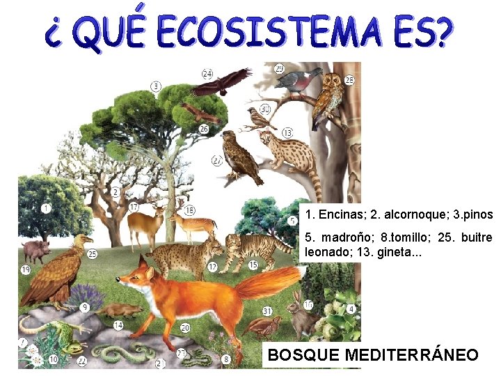 1. Encinas; 2. alcornoque; 3. pinos 5. madroño; 8. tomillo; 25. buitre leonado; 13.