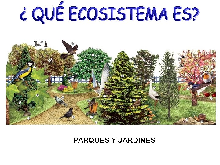 PARQUES Y JARDINES 