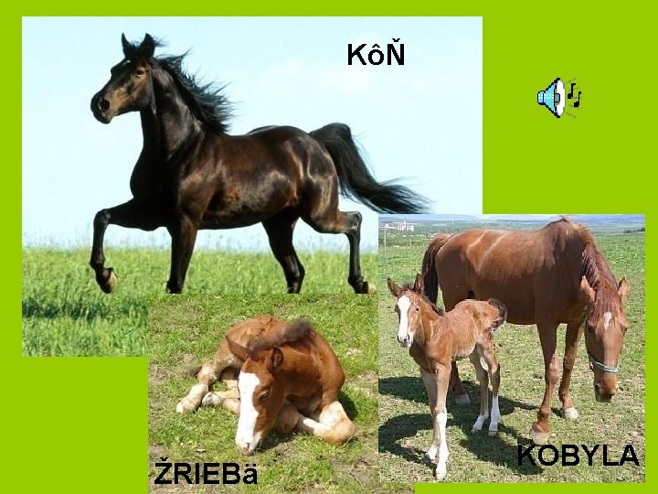 KôŇ ŽRIEBä KOBYLA 