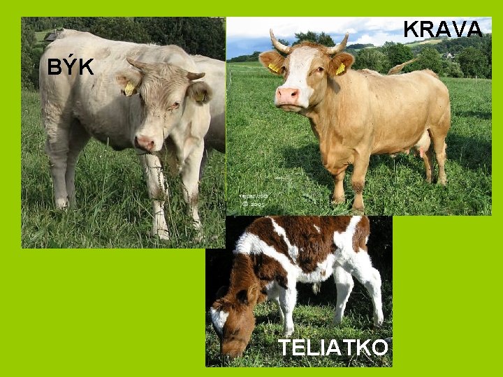 KRAVA BÝK TELIATKO 