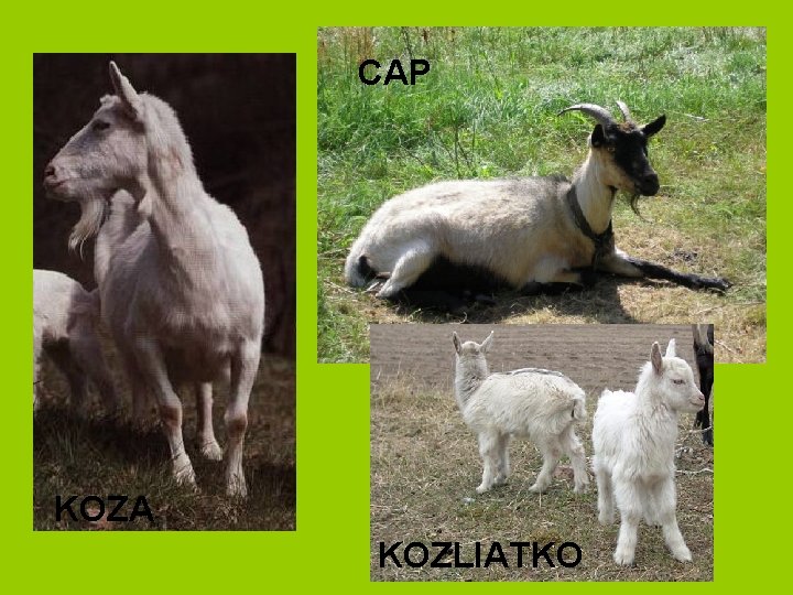 CAP KOZA KOZLIATKO 