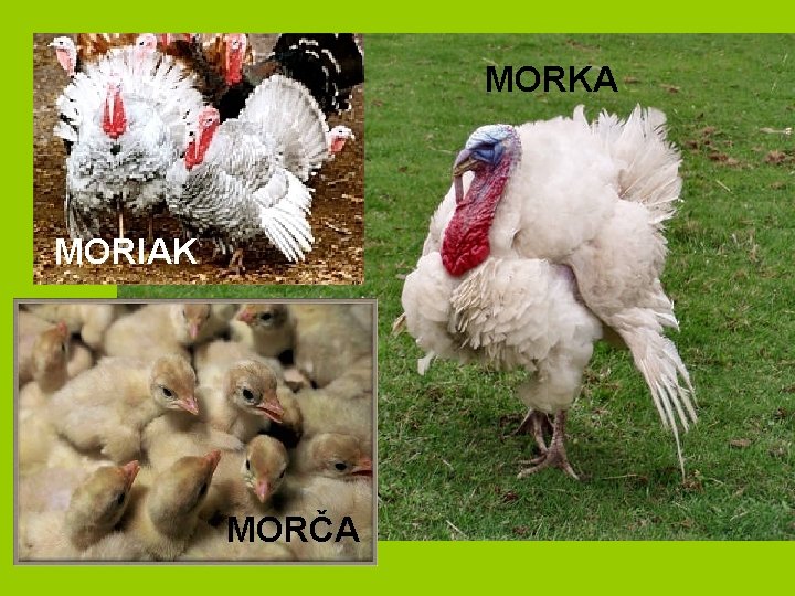 MORKA MORIAK MORČA 