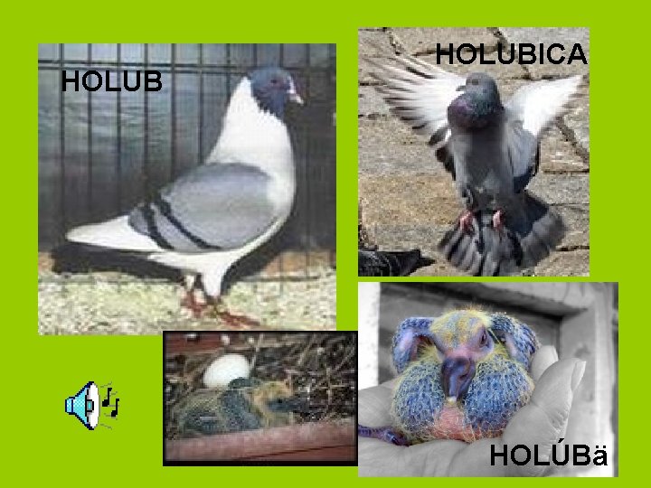 HOLUBICA HOLÚBä 