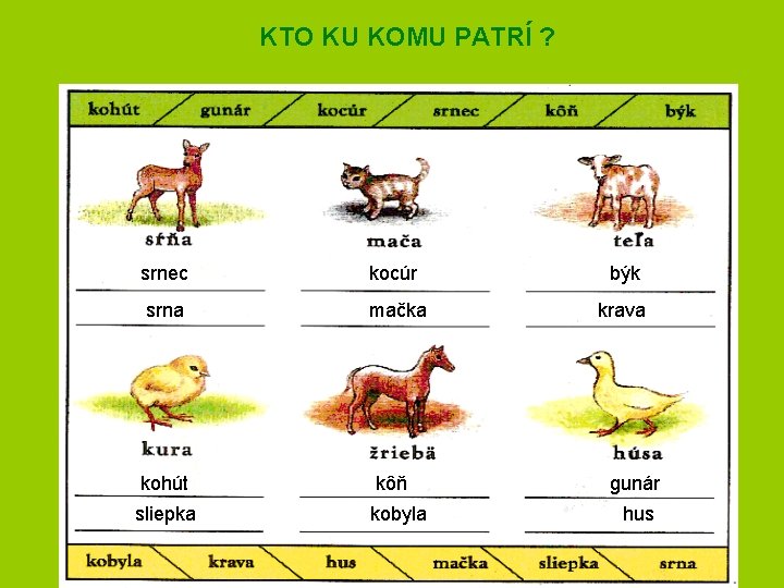 KTO KU KOMU PATRÍ ? srnec kocúr býk srna mačka krava kohút kôň sliepka