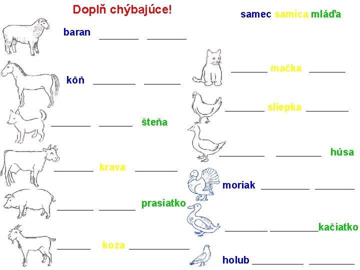 Doplň chýbajúce! samec samica mláďa baran mačka kôň sliepka šteňa húsa krava moriak prasiatko