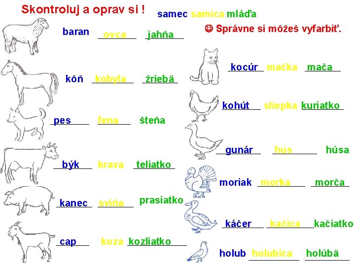 Skontroluj a oprav si ! baran ovca samec samica mláďa Správne si môžeš vyfarbiť.