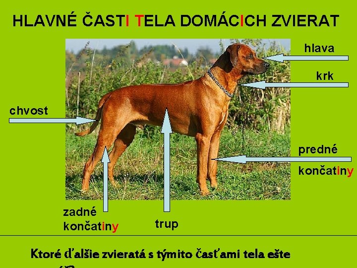 HLAVNÉ ČASTI TELA DOMÁCICH ZVIERAT hlava krk chvost predné končatiny zadné končatiny trup Ktoré