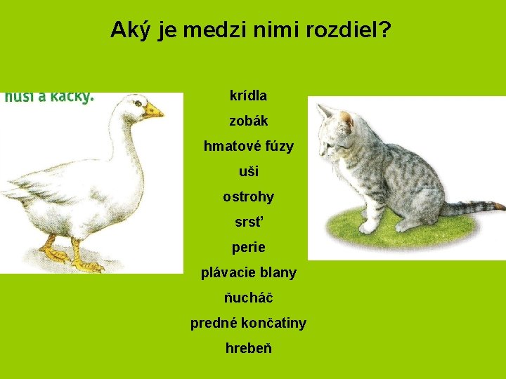 Aký je medzi nimi rozdiel? krídla zobák hmatové fúzy uši ostrohy srsť perie plávacie