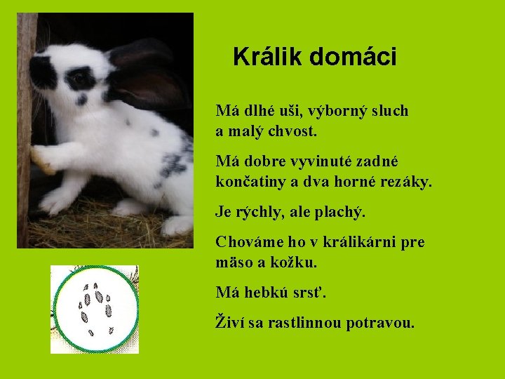 Králik domáci Má dlhé uši, výborný sluch a malý chvost. Má dobre vyvinuté zadné