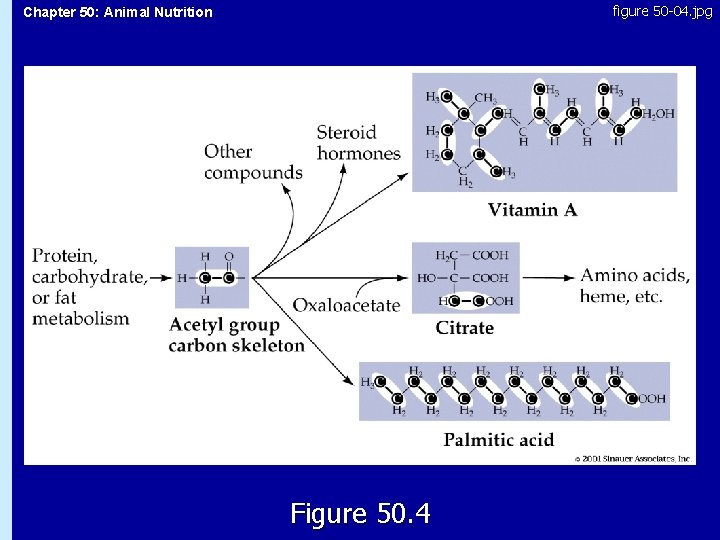 figure 50 -04. jpg Chapter 50: Animal Nutrition 50. 4 Figure 50. 4 