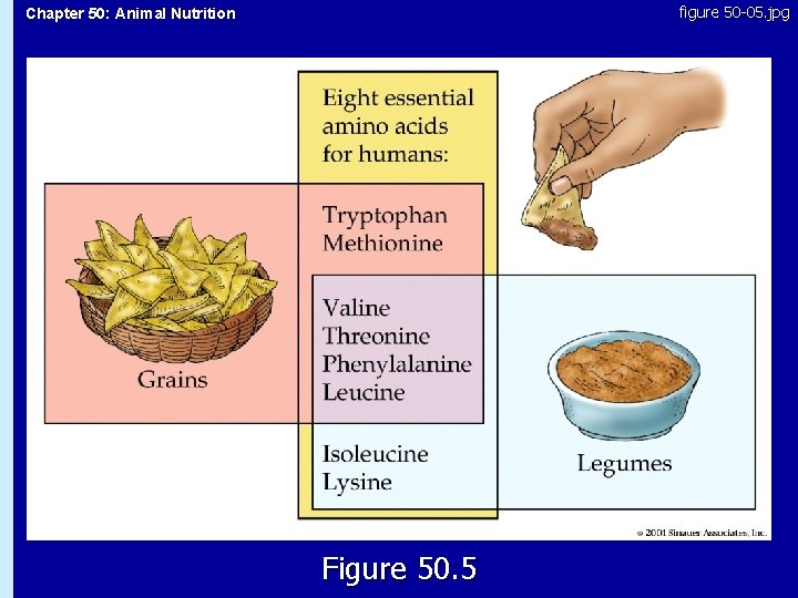 figure 50 -05. jpg Chapter 50: Animal Nutrition 50. 5 Figure 50. 5 