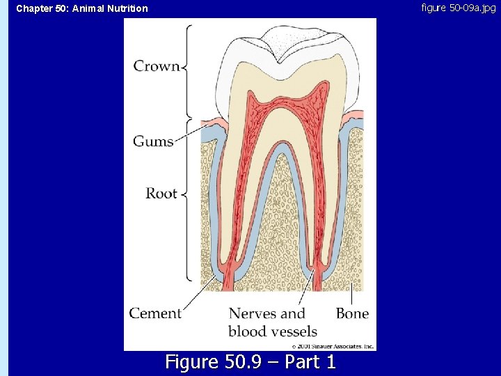 figure 50 -09 a. jpg Chapter 50: Animal Nutrition 50. 9 Figure 50. 9